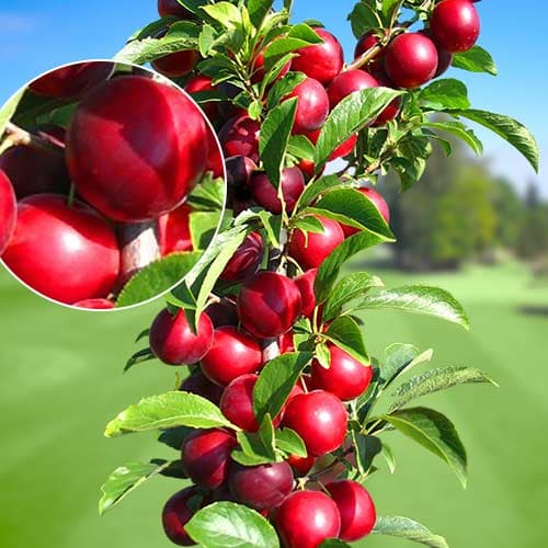 Szilva oszlopos Rubin, С2 kép 1 termék 1919