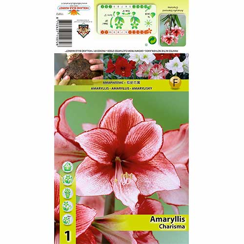 Szobaliliom (Amaryllis) Charisma termék fotó 1 Szobaliliom (Amaryllis) Charisma kép 1 termék 70325