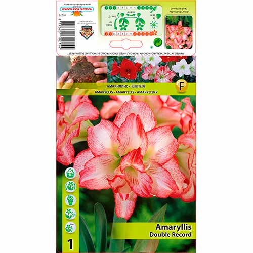 Szobaliliom (Amaryllis) Double Record kép 1 termék 76163