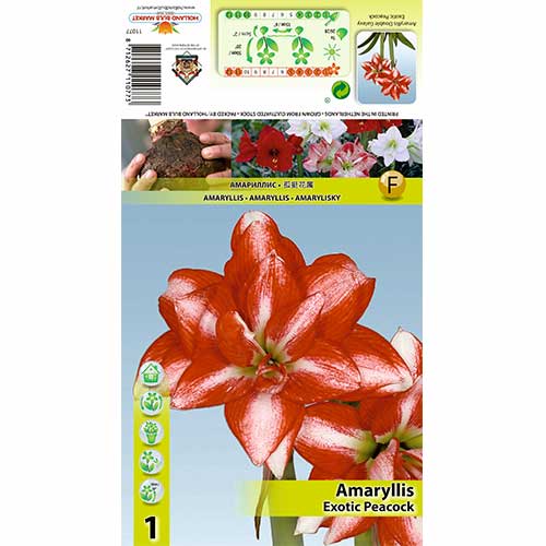 Szobaliliom (Amaryllis) Exotic Peacock termék fotó 1 Szobaliliom (Amaryllis) Exotic Peacock kép 1 termék 70324