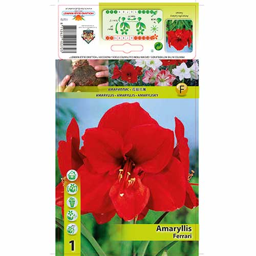 Szobaliliom (Amaryllis) Ferrari kép 1 termék 76558