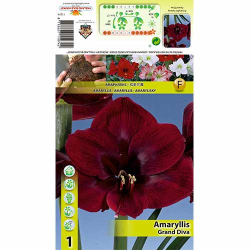 Szobaliliom (Amaryllis) Grand Diva kép 1 termék 70326