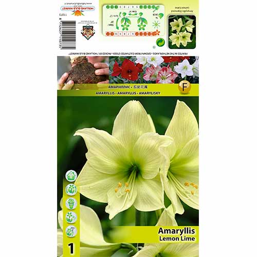 Szobaliliom (Amaryllis) Lemon Lime kép 1 termék 70327