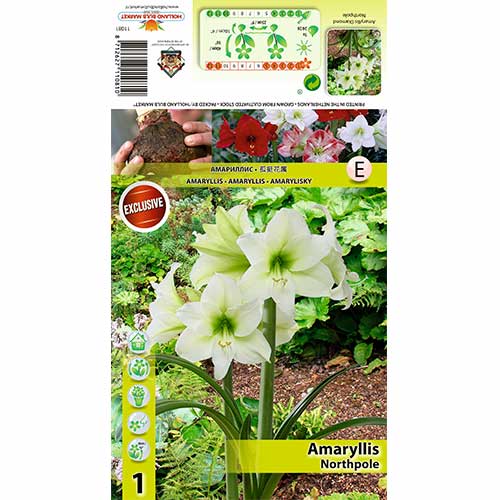 Szobaliliom (Amaryllis) Northpole kép 1 termék 70478