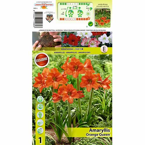 Szobaliliom (Amaryllis) Orange Queen termék fotó 1 Szobaliliom (Amaryllis) Orange Queen kép 1 termék 70477
