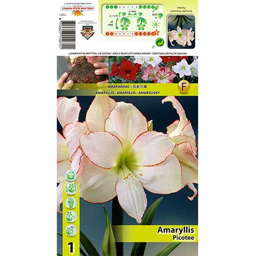 Szobaliliom (Amaryllis) Picotee termék fotó 1 Szobaliliom (Amaryllis) Picotee kép 1 termék 70329