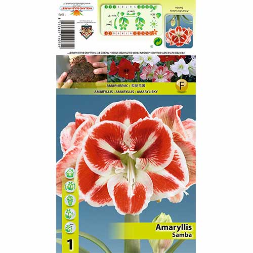 Szobaliliom (Amaryllis) Samba termék fotó 1 Szobaliliom (Amaryllis) Samba kép 1 termék 70332