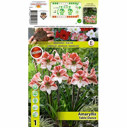 Szobaliliom (Amaryllis) Table dancer kép 1 termék 70333