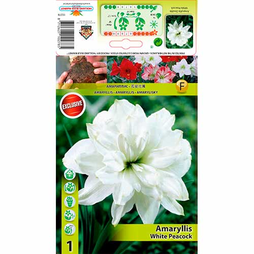 Szobaliliom (Amaryllis) White Peacock termék fotó 1 Szobaliliom (Amaryllis) White Peacock kép 1 termék 76556