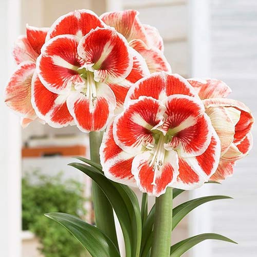 Szobaliliom Samba kép 1 termék 76015