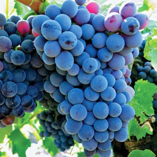 Szőlő Adel Mine kép 1 termék 6950