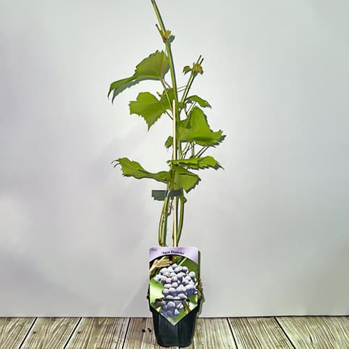 Szőlő Agat Doński, Р9 kép 2 termék 6948