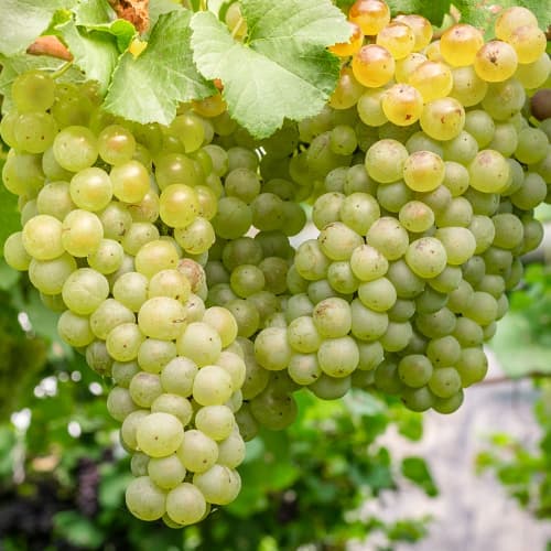 Szőlő Aurora, P9 kép 1 termék 7372