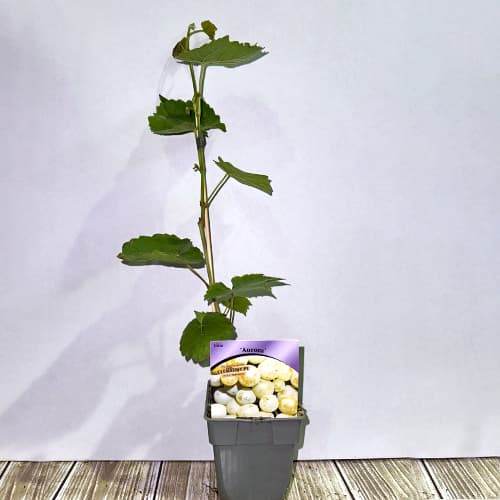 Szőlő Aurora, P9 kép 2 termék 7372