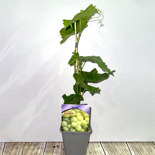 Szőlő Bianca, Р9 kép 2 termék 7334