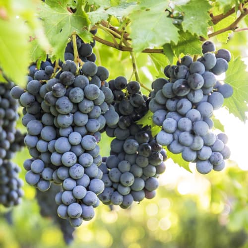 Szőlő Boskoop Glory kép 1 termék 5561