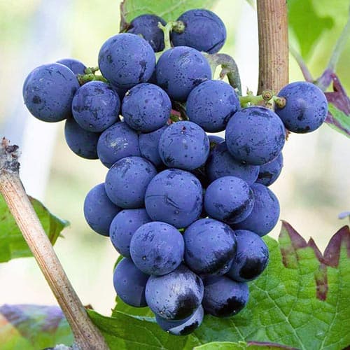 Szőlő Cabernet Cortis kép 1 termék 4898