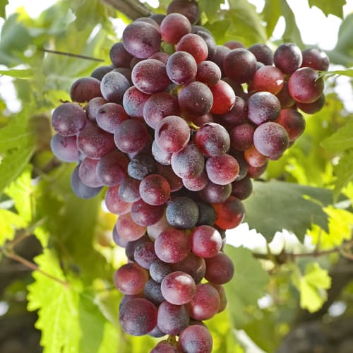 Szőlő Canadice, Р9 kép 1 termék 5639