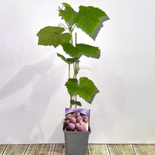 Szőlő Canadice, Р9 kép 2 termék 5639