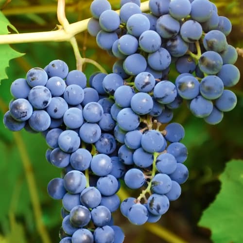 Szőlő Cascade, Р9 kép 1 termék 7374