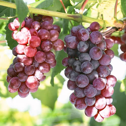 Szőlő Chrupka Pink termék fotó 1 Szőlő Chrupka Pink kép 1 termék 5562