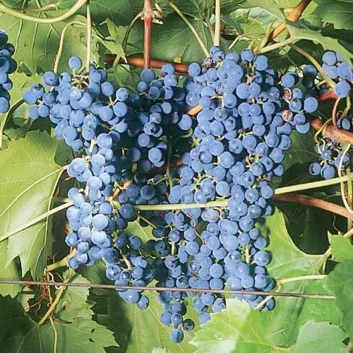 Szőlő Frontenac kép 1 termék 4899
