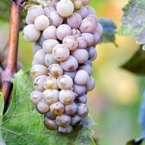 Szőlő Hibernal kép 1 termék 6961