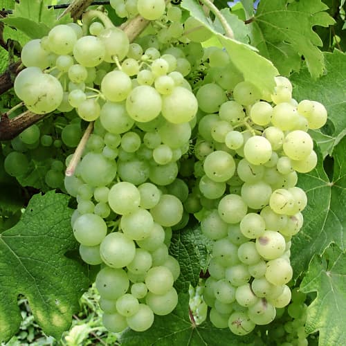 Szőlő Himrod kép 1 termék 5568