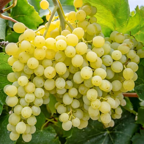 Szőlő Iza Zaliwska kép 1 termék 5563