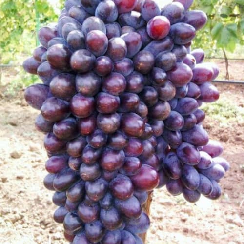 Szőlő Jupiter kép 1 termék 6955