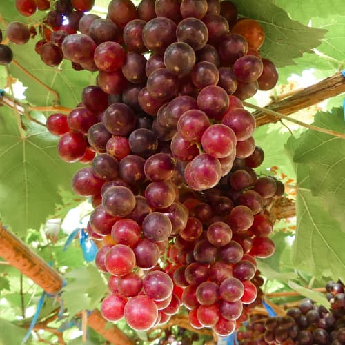 Szőlő Kalina Red, Р9 termék fotó 1 Szőlő Kalina Red, Р9 kép 1 termék 4897