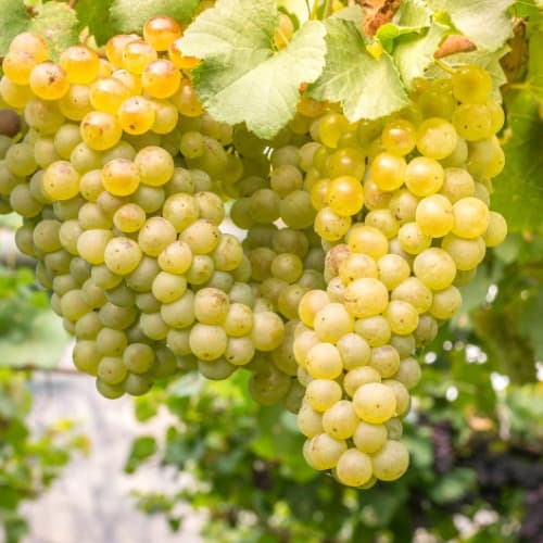 Szőlő Kismis sárga kép 1 termék 7312
