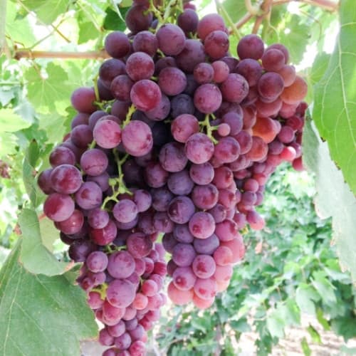 Szőlő Kismis rózsaszín kép 1 termék 7338