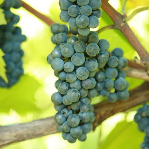 Szőlő Leon Millot termék fotó 1 Szőlő Leon Millot kép 1 termék 6970