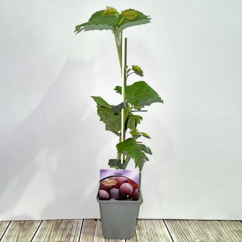 Szőlő Lidia, Р9 kép 2 termék 7340