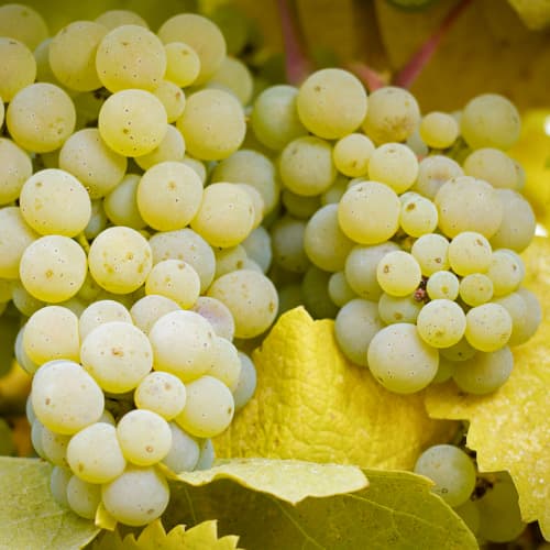 Szőlő Lilla, Р9 kép 1 termék 5569