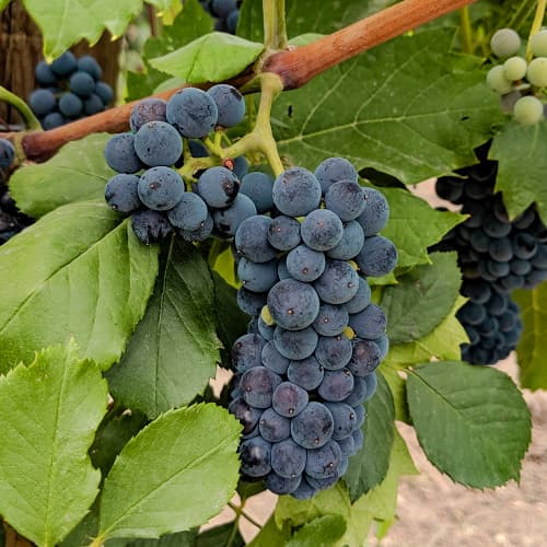 Szőlő Marechal Foch kép 1 termék 6949