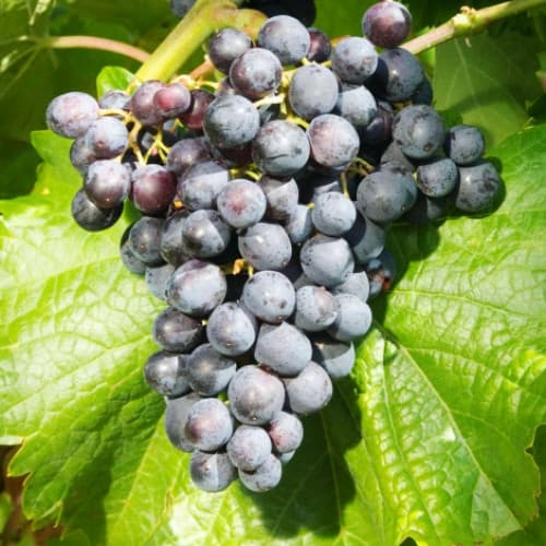 Szőlő Muscat Bleu kép 1 termék 7341