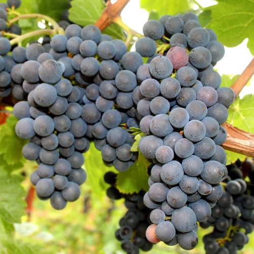 Szőlő Nero kép 1 termék 5640