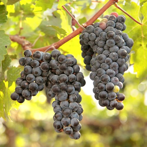 Szőlő New York Muscat, Р9 termék fotó 1 Szőlő New York Muscat, Р9 kép 1 termék 6959