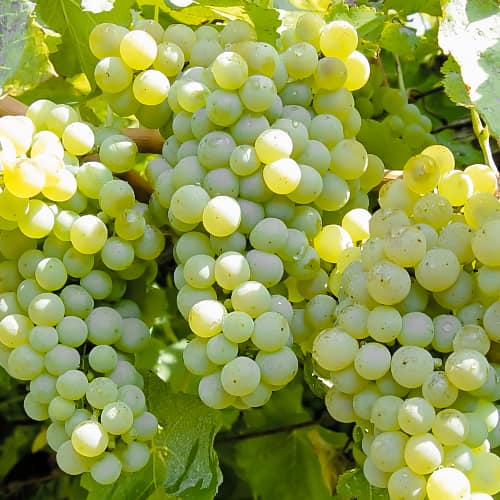 Szőlő Ontario, P9 kép 1 termék 6956