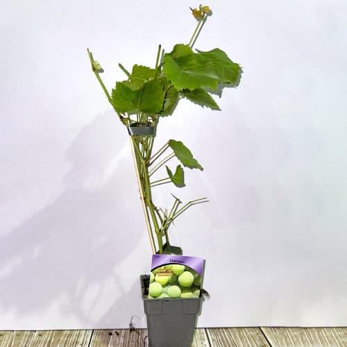 Szőlő Ontario, P9 kép 2 termék 6956