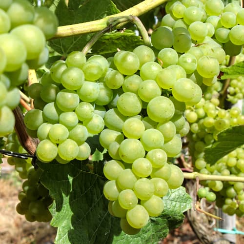 Szőlő Perła Zalii kép 1 termék 5564