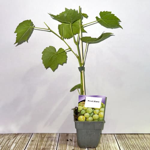 Szőlő Pinot Blanc, Р9 kép 2 termék 4895