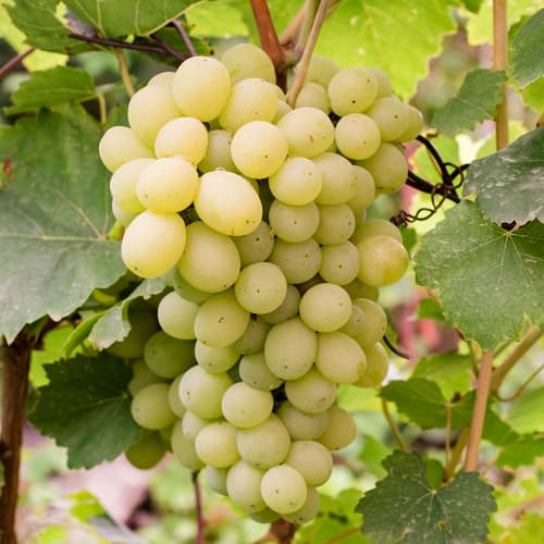 Szőlő Refren termék fotó 1 Szőlő Refren kép 1 termék 4896