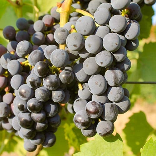 Szőlő Regent kép 1 termék 4901
