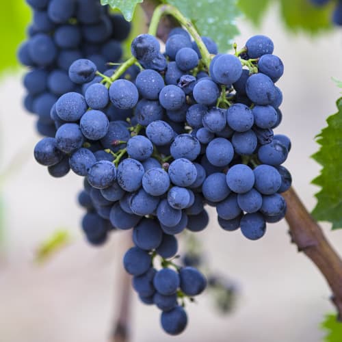 Szőlő Rondo kép 1 termék 6958