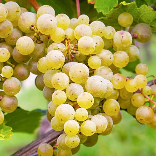 Szőlő Seyval Blanc, P9 termék fotó 1 Szőlő Seyval Blanc, P9 kép 1 termék 7343
