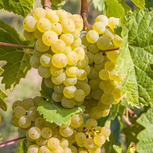 Szőlő Seyval Blanc, P9 termék fotó 2 Szőlő Seyval Blanc, P9 kép 2 termék 7343