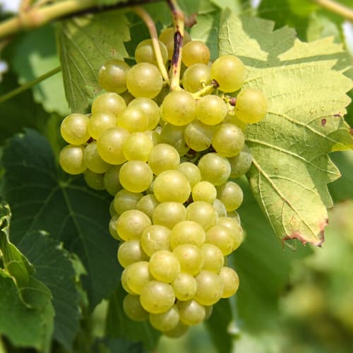 Szőlő Seneca kép 1 termék 5570